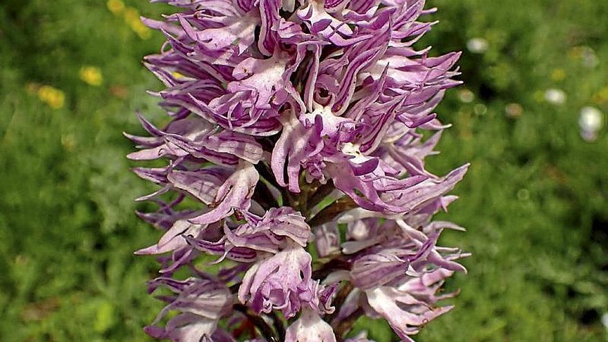 Una orquídea silvestre fotografiada en Laudio.