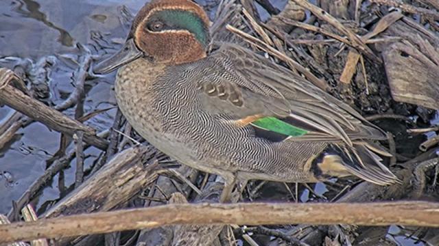 Los silbones llenan la laguna de música, color y vida