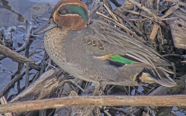 Los silbones llenan la laguna de música, color y vida