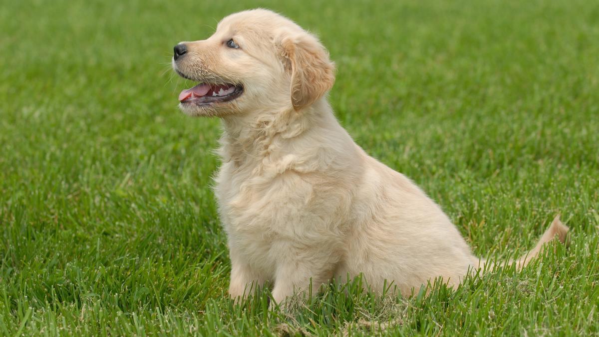 Cachorro de golden retriever.