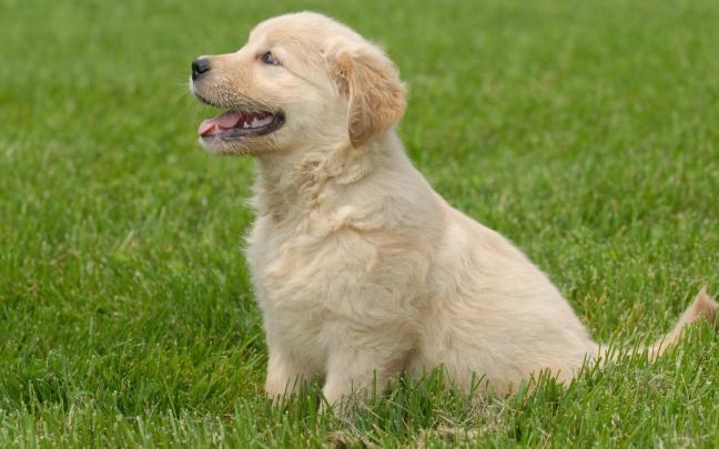 Cachorro de golden retriever.