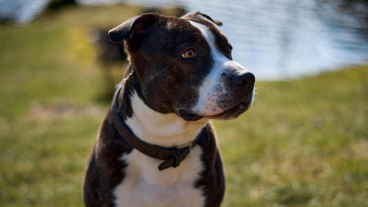 Los dos perros eran cachorros de 11 meses de la raza american staffordshire