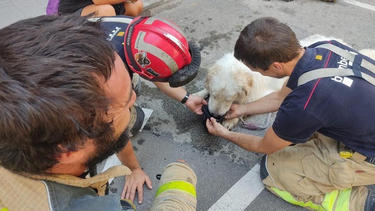 El perro tras ser rescatado.