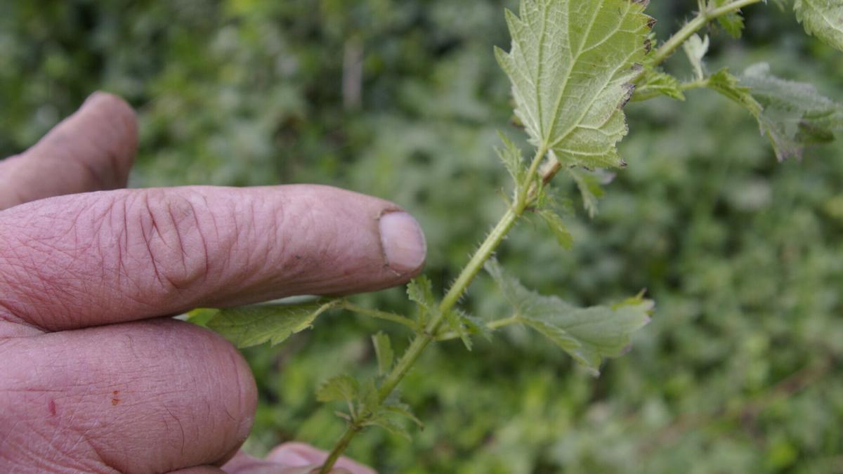 Habrá ocasión de conocer las propiedades de las plantas medicinales.