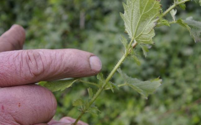 Habrá ocasión de conocer las propiedades de las plantas medicinales.