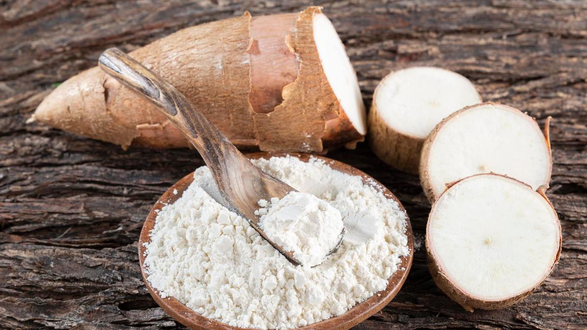 Un tubérculo de yuca con un cuenco de harina de tapioca.