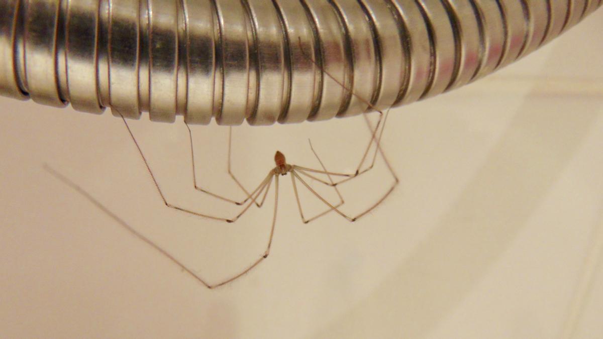 Una araña doméstica en el tubo de la ducha.