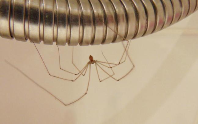Una araña doméstica en el tubo de la ducha.