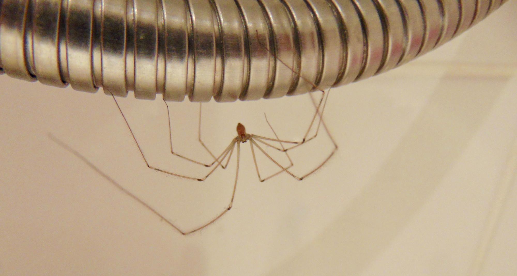 Una araña doméstica en el tubo de la ducha.