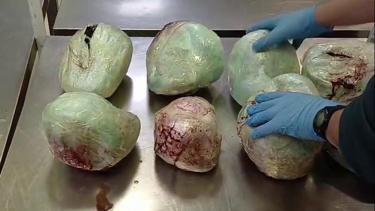 Varios ejemplares de pangolín muertos encontrados en el aeropuerto Adolfo Suáres-Madrid Barajas en una maleta procedente de Etiopía.
REMITIDA / HANDOUT por GUARDIA CIVIL
Fotografía remitida a medios de comunicación exclusivamente