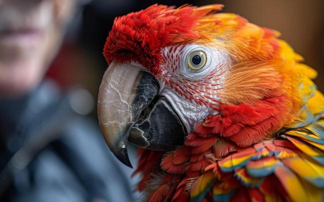 Imagen de archivo de un loro.