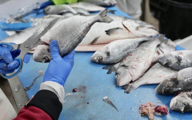 Un trabajador, en un mostrador con merluzas.
