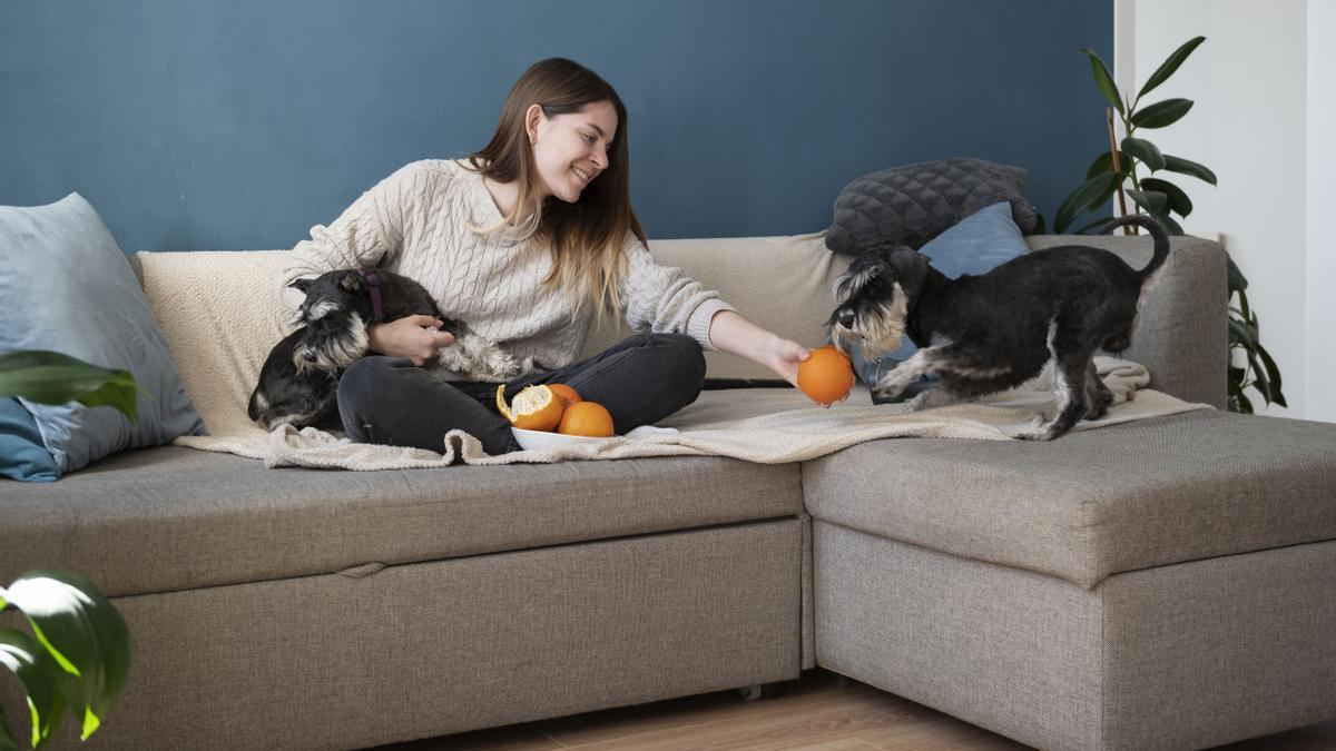 Un hogar con mascotas necesita alguna medida adicional para mantenerlo debidamente limpio.