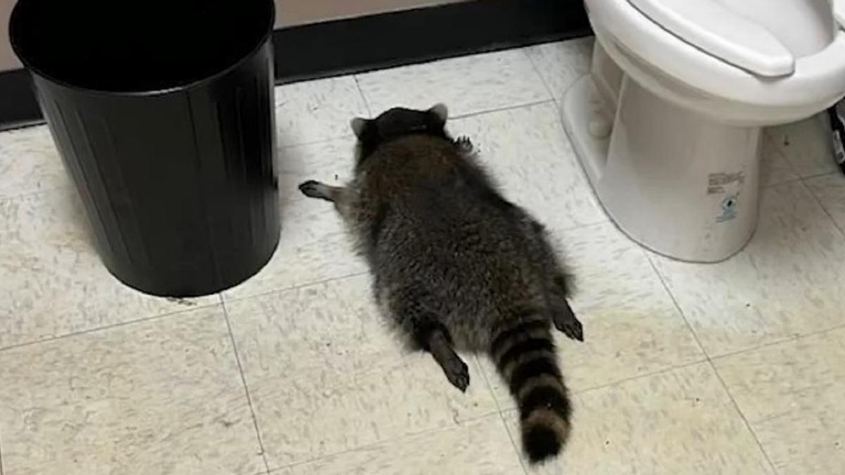 "¿Qué mapachao?", se preguntaría el animal cuando se despertó en el baño.