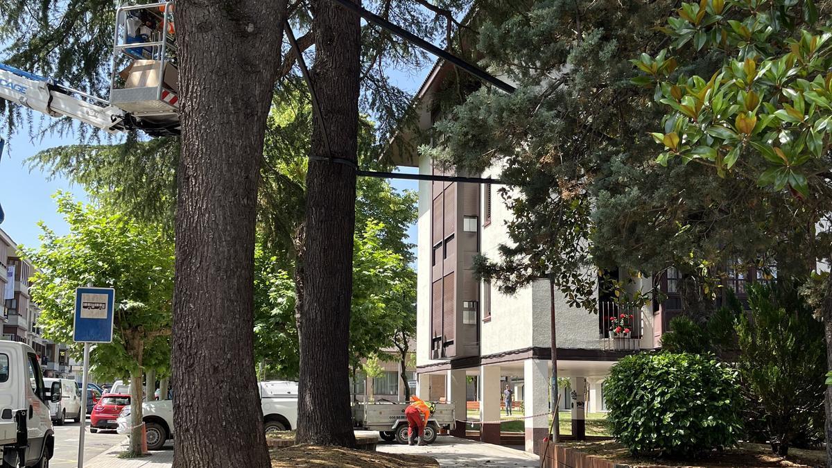 Árboles junto al centro de salud que se han "asegurado" en las actuaciones acometidas en los últimos días.