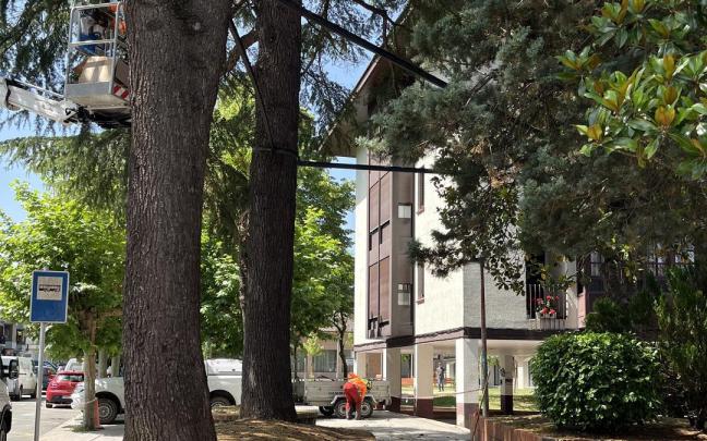 Árboles junto al centro de salud que se han "asegurado" en las actuaciones acometidas en los últimos días. / A.U. Árboles junto al centro de salud que se han "asegurado" en las actuaciones acometidas en los últimos días.