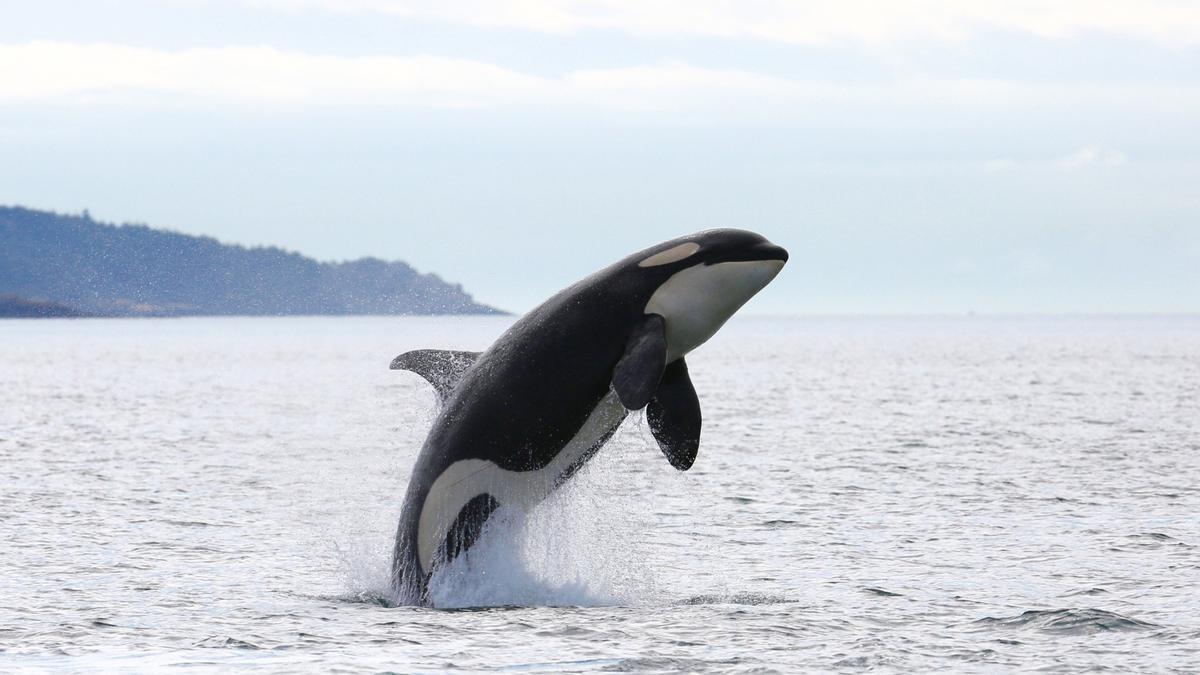 Una orca en una imagen de archivo.