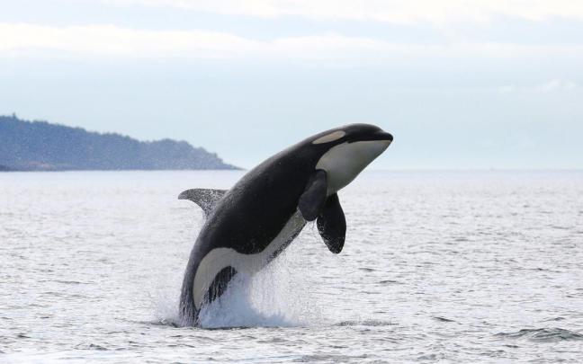 Una orca en una imagen de archivo. Una orca en una imagen de archivo.