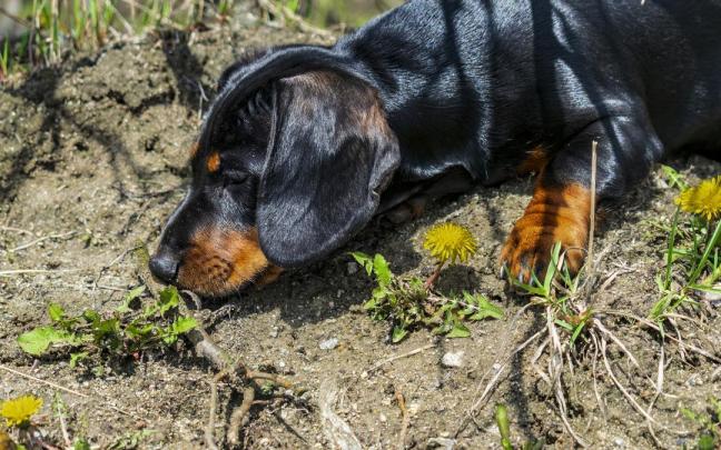 Un cachorro olfatea el suelo buscando objetos de su interés.