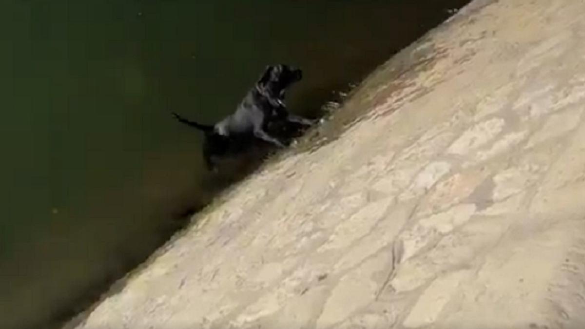 El perro, incapaz de escapar del río.