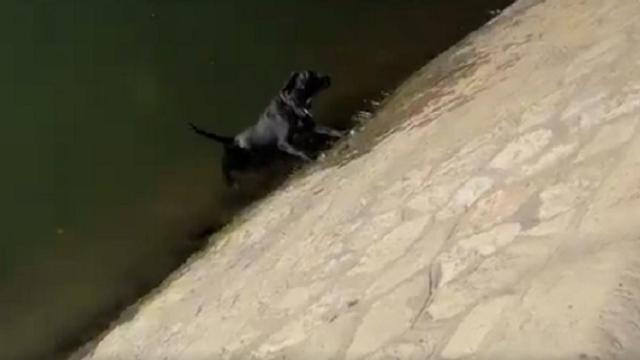 El perro, incapaz de escapar del río.