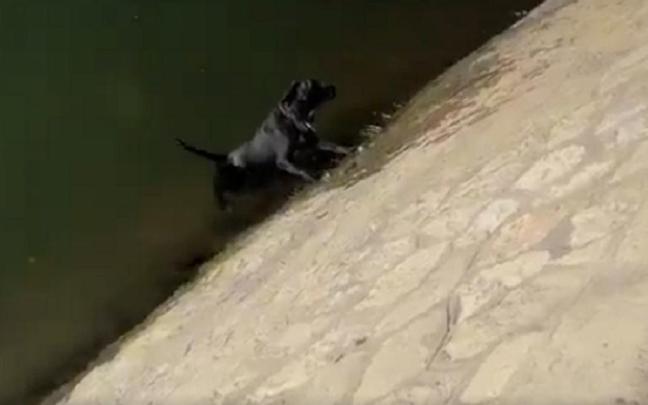 El perro, incapaz de escapar del río.