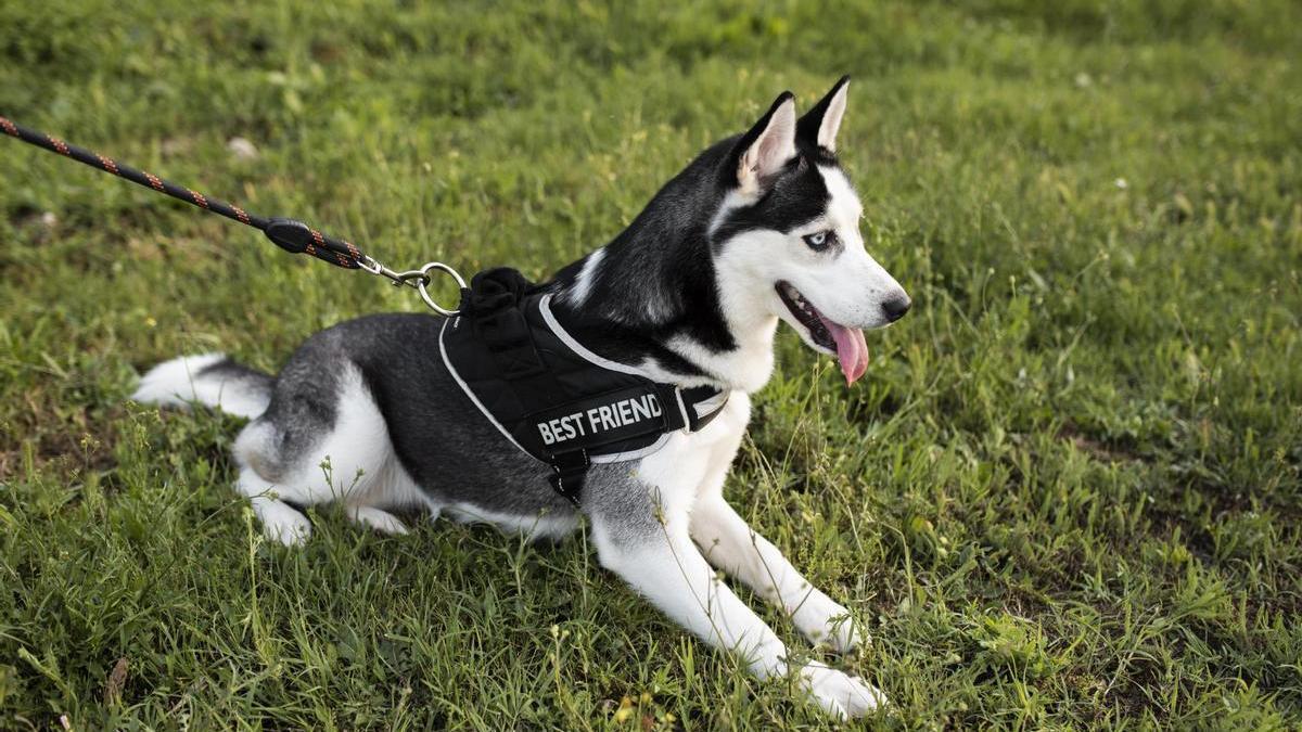 Husky descansa tumbado en la hierba mientras pasea con un arnés negro