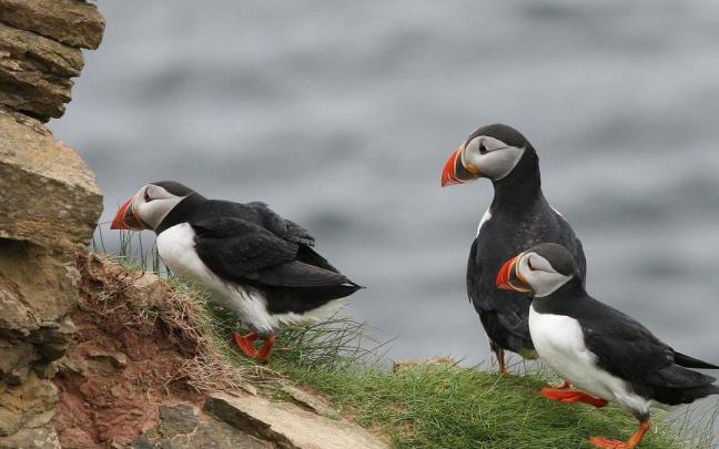 Imagen de unos "frailecillos"