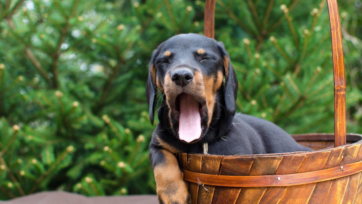 Un cachorro bosteza en un jardín a punto de dormir en su cesta.