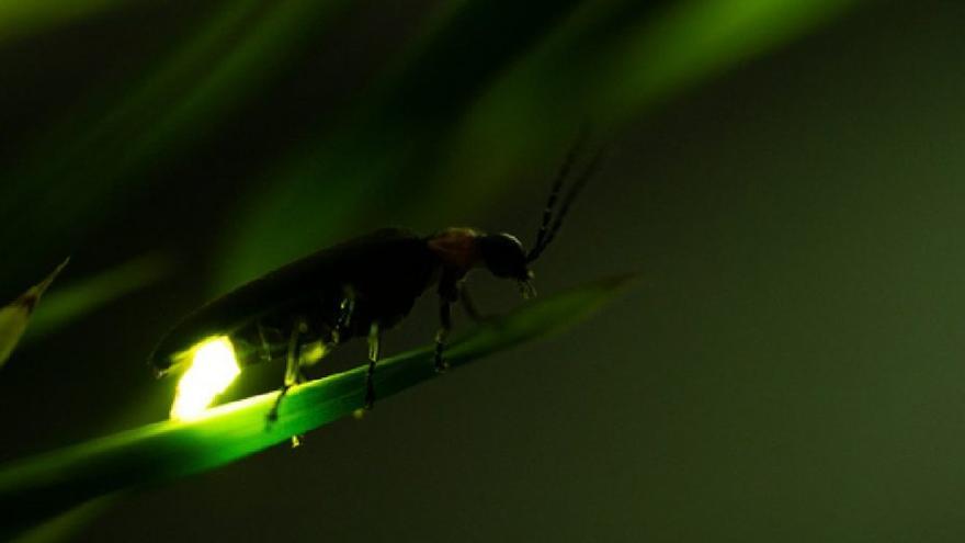 Algunas culturas asociaban la luz de las luciérnagas con los espíritus de los antepasados.