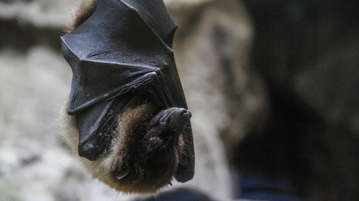 Un murciélago, durmiendo.
