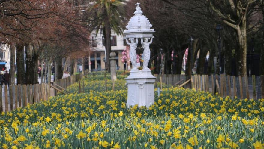 Narcisos en flor en el paseo de Francia.