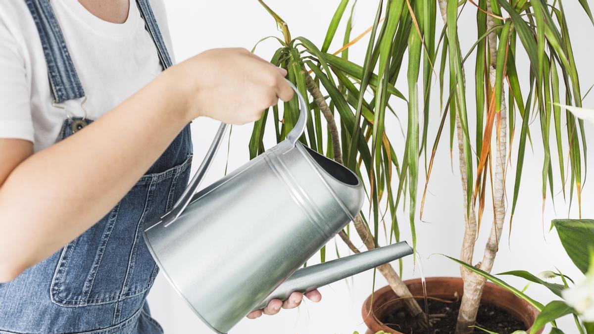 Los cinco mejores trucos para regar tus plantas cuando estás de vacaciones