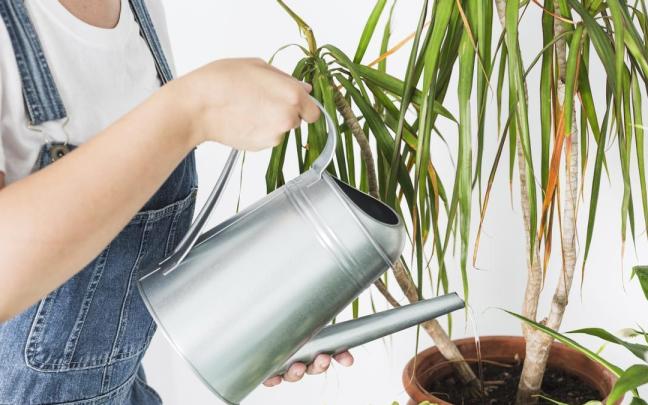 Los cinco mejores trucos para regar tus plantas cuando estás de vacaciones