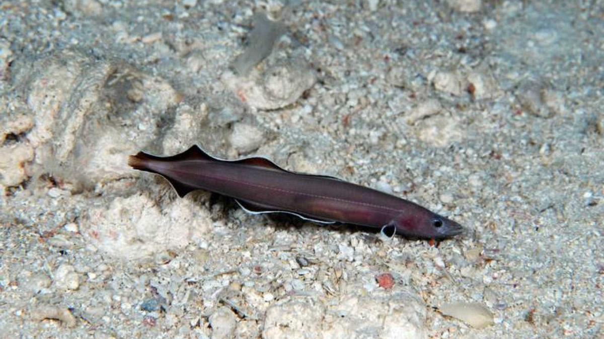 Protoanguilla palau
