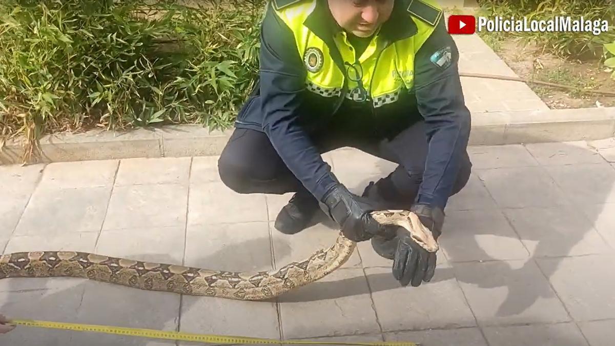 Un agente de la Policía Local de Málaga midiendo la longitud de la serpiente.