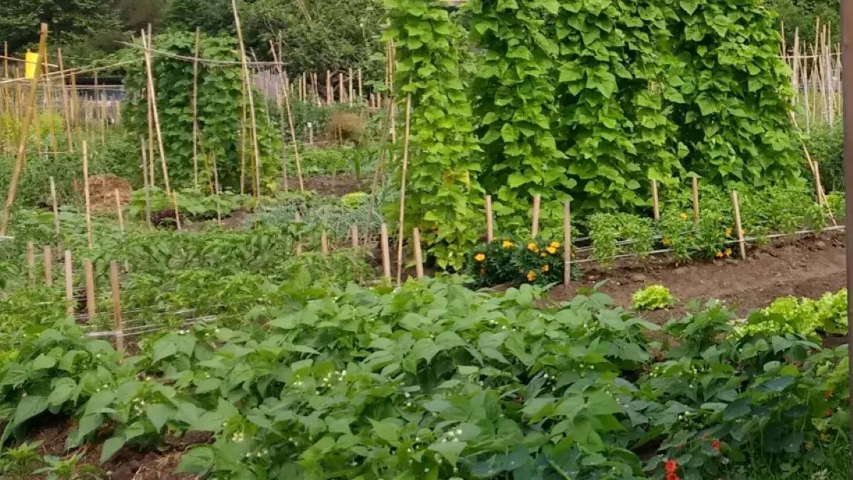 Huertas urbanas en Orio.