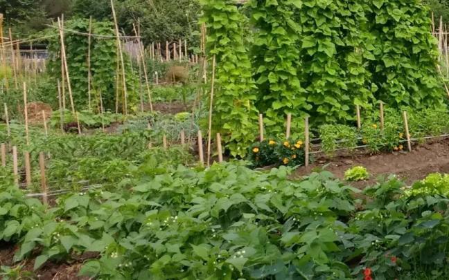 Huertas urbanas en Orio.