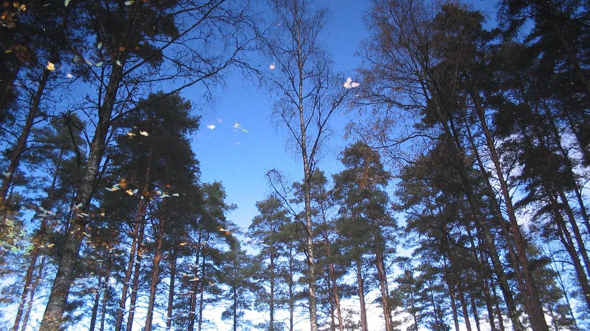 Finlandia, el país de la foresta.