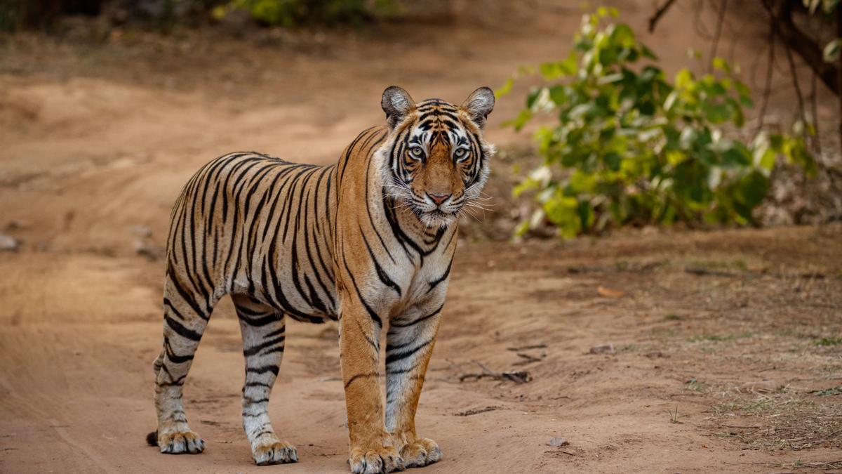 Tigre