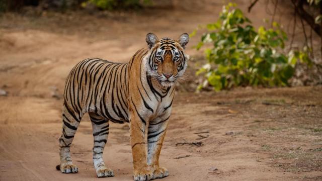 Tigre
