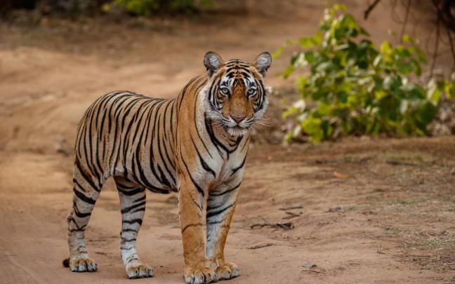 Tigre