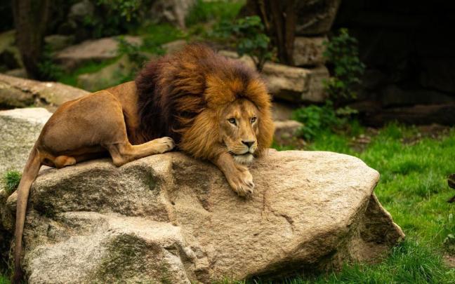 Imagen de archivo de un león en un zoológico.