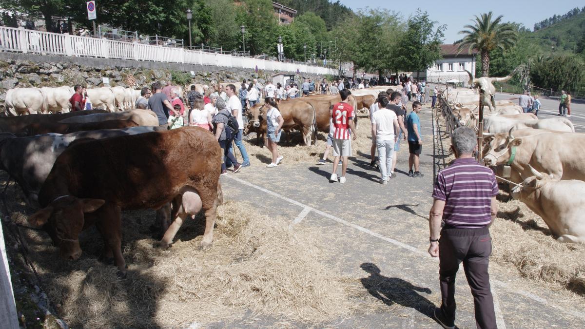 El mejor ganado de la comarca se dará cita el sábado en la feria de San Isidro de Zeanuri