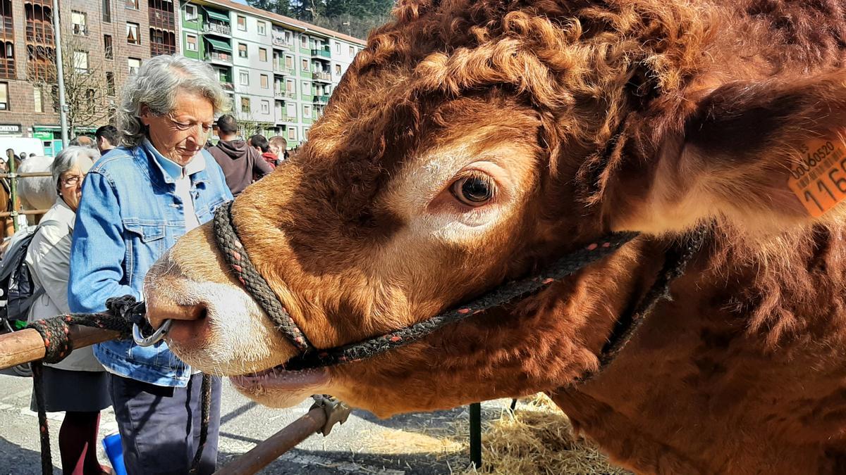 Semental vacuno de raza limusin en una feria ganadera en Álava