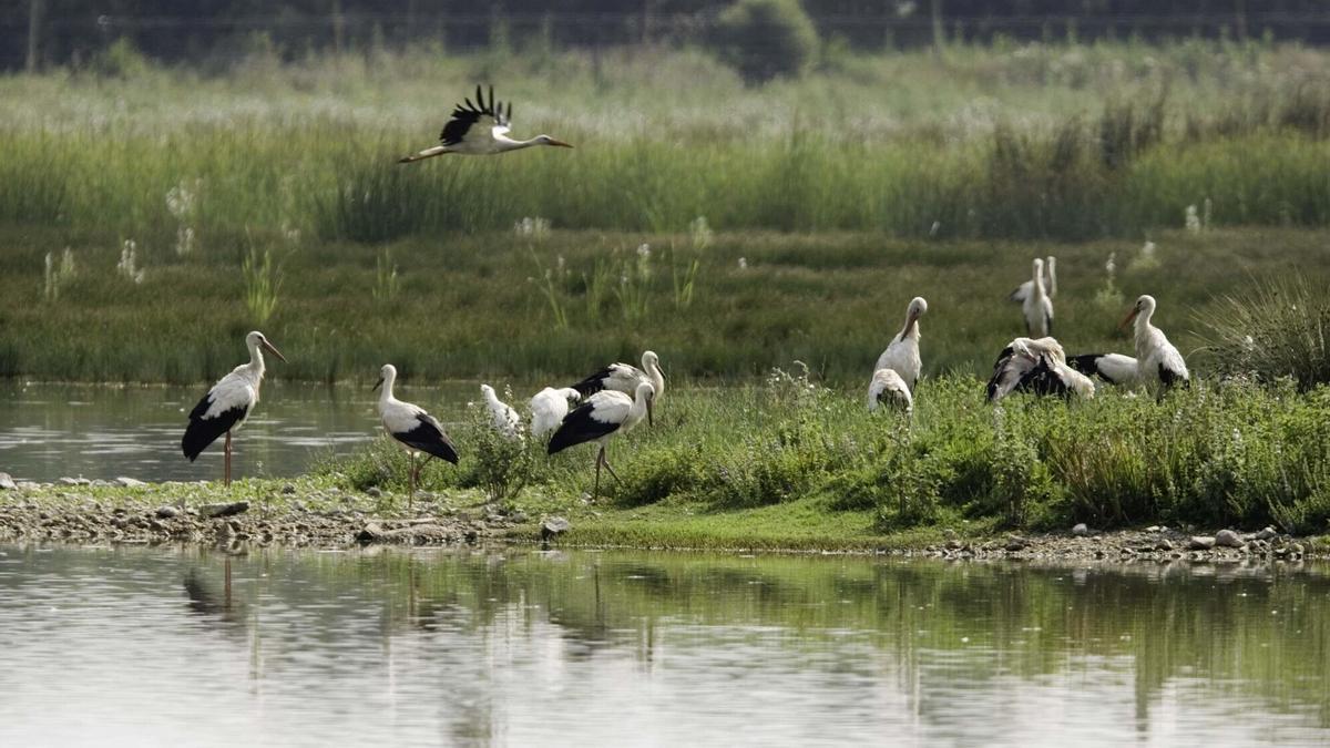 Observatorios de aves en las balsas del Parque Salburua en Gasteiz.