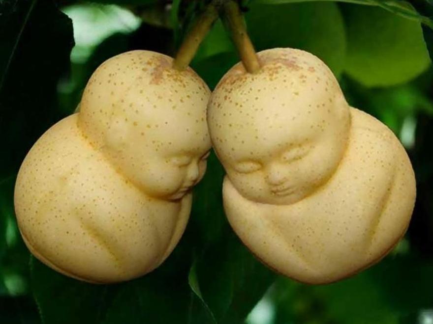 Dos peras buda, o bebé, ya formadas en el arbol.