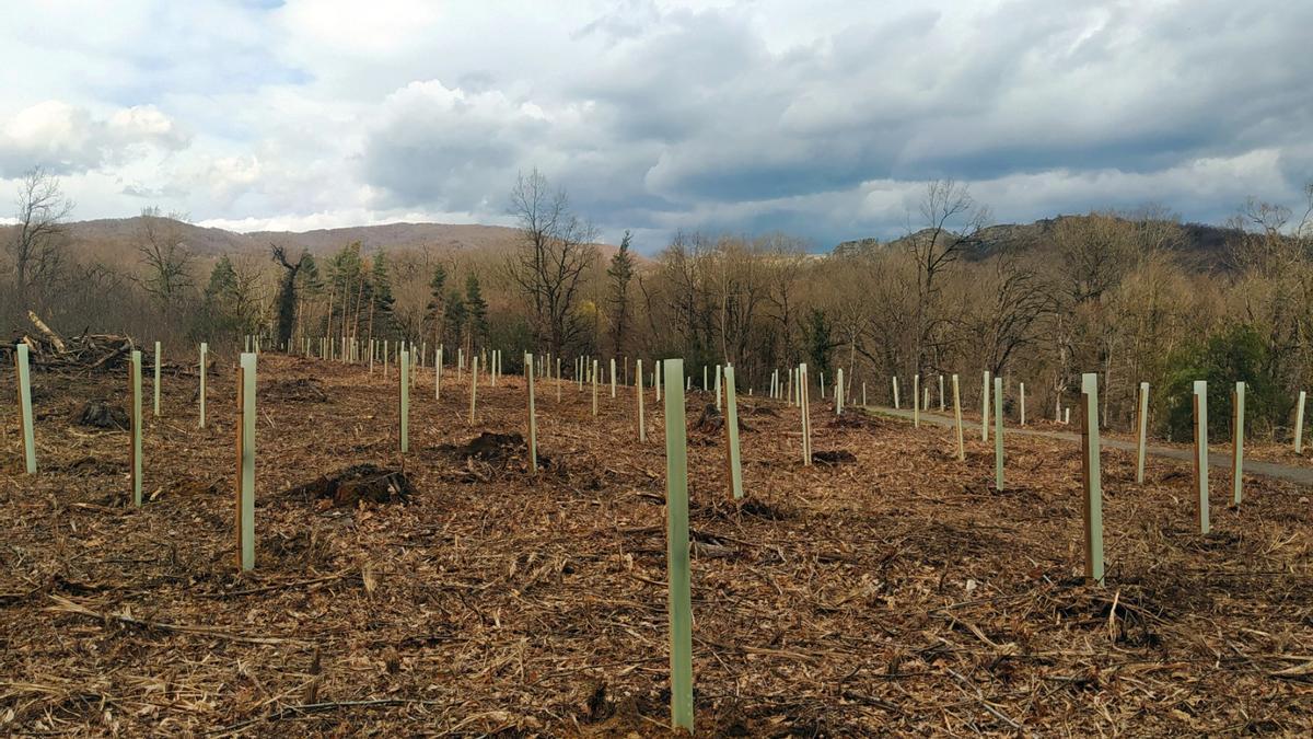 En Basoitxi se han plantado robles autóctonos, castaños, tilos y serbales.