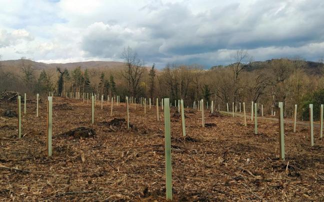 En Basoitxi se han plantado robles autóctonos, castaños, tilos y serbales.