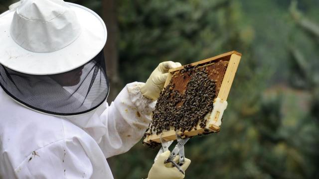 Un apicultor de Ezkerraldea, muestra las colmenas y el entorno donde trabajan sus abejas. / Sampedro Un apicultor de Ezkerraldea, muestra las colmenas y el entorno donde trabajan sus abejas.